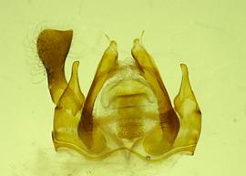   Anthidium parkeri  male genital dorsal view, photo from Gonzalez and Griswold 2013 
